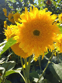 Sunflower - plant sunflowers to show support for Ukraine