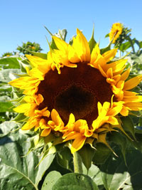 Sunflower 2 - plant sunflowers to show support for Ukraine