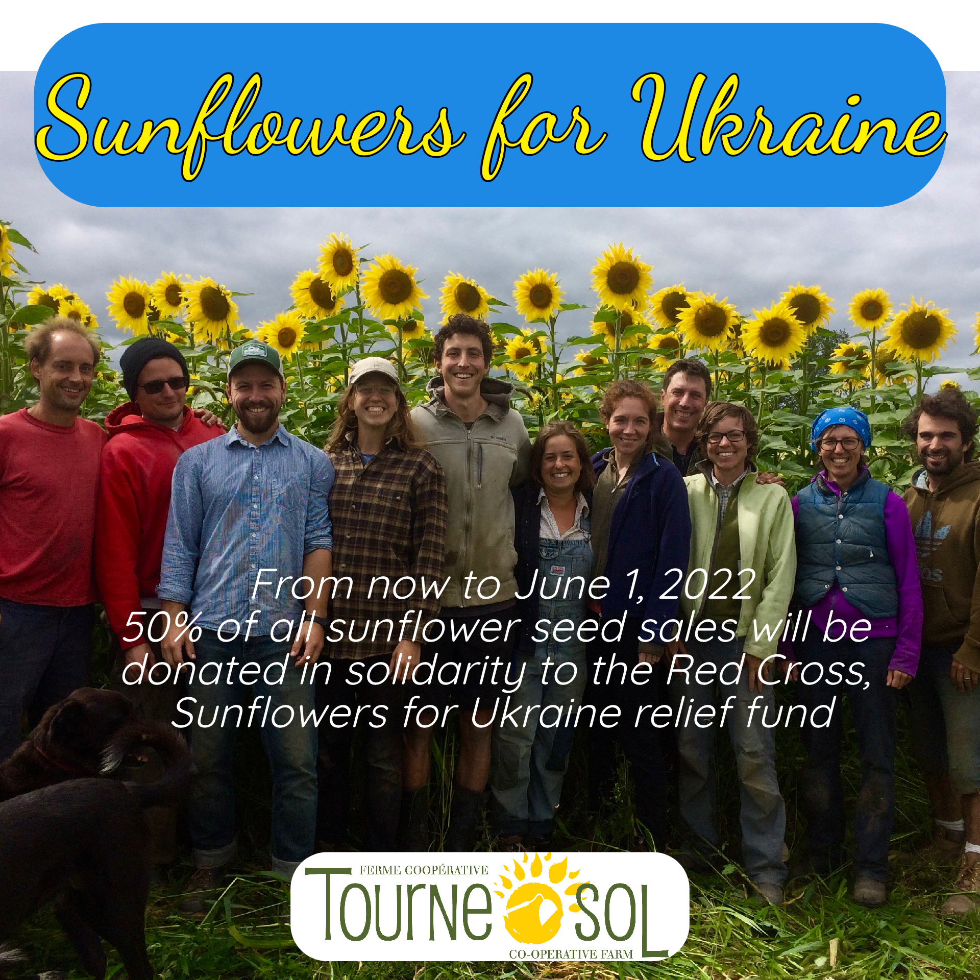 tourne sunflower sales